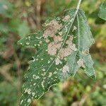 Populus × canescens Ліст