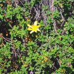 Hypericum balearicum Blüte