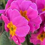 Primula vulgaris 花