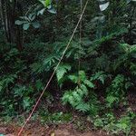 Psychotria densinervia Habit