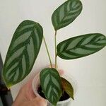 Calathea concinna Leaf