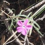 Phlox nana Blüte