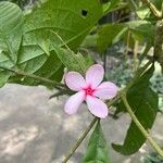 Kopsia fruticosa Flower