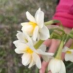 Narcissus tazetta Flor