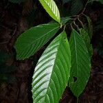 Ticodendron incognitum Hoja