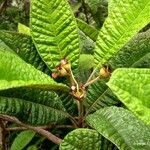 Pleurocalyptus pancheri Habitat