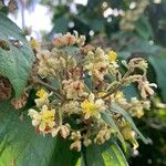 Microcos paniculata Flower