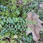 Gaultheria hispidula Blatt