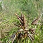 Bolboschoenus glaucus Other