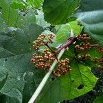 Leea guineensis फल
