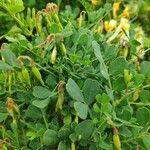 Coronilla valentina Blad