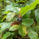 Gaultheria shallonFruit