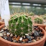 Echinopsis oxygona Φύλλο