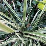 Liriope spicata Leaf