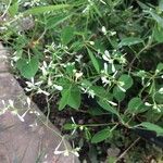 Chamaesyce hypericifolia Цвят