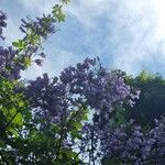 Jacaranda mimosifolia 花