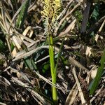 Carex ericetorum Habit