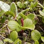 Salix reticulata 花