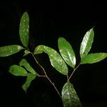 Couepia joaquinae Leaf