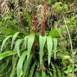 Pitcairnia imbricata Celota