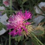 Centaurea sphaerocephala 花