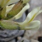 Oxytropis campestris Flor