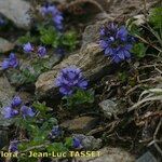 Veronica nummularia Plante entière