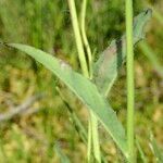 Hieracium onosmoides Schors