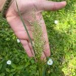 Agrostis stolonifera (Fruit)