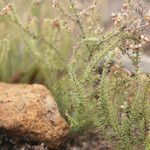 Erica galioides Flor