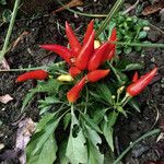 Capsicum annuum 果実