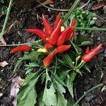 Capsicum annuum Frukt