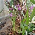 Bletilla striata 整株植物