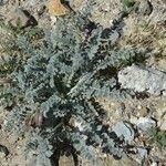 Astragalus layneae Hábito