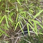 Fargesia ferax Hoja