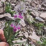 Stachys lavandulifolia Flower