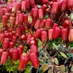 Kalanchoe pinnataFlower