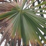 Leucothrinax morrisii Листок