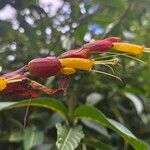 Sanchezia oblonga Flower