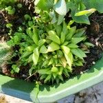 Haworthia magnifica Leaf