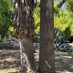 Washingtonia filifera چھال