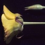 Calochortus luteus Floare
