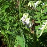 Vicia orobus Blomst