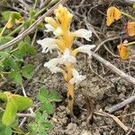 Orobanche nana Flower