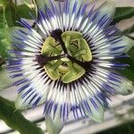 Passiflora caeruleaFleur