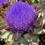 Cynara scolymus Flor