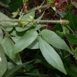 Dalechampia websteri Leaf