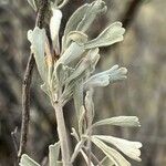 Artemisia tridentata 葉