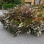Ageratina adenophora Хабит