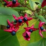 Clerodendrum trichotomum Плід